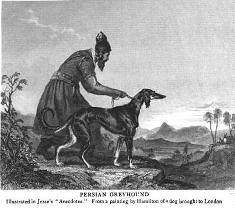 Galgo afgano historia