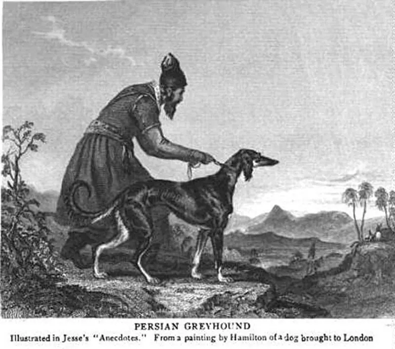 Galgo afgano historia