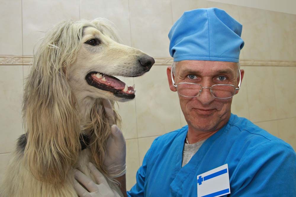 Galgo afgano veterinario