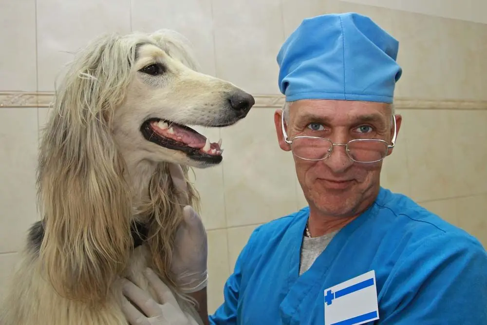 Galgo afgano veterinario