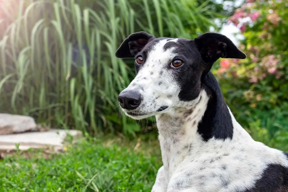 Galgo australiano
