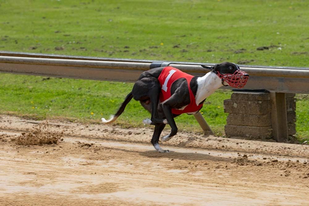 Galgo australiano carreras