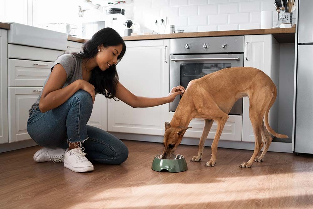 Galgo australiano comiendo