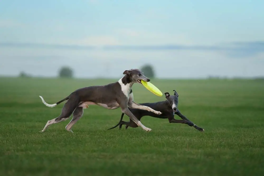 Galgo australiano ejercicio