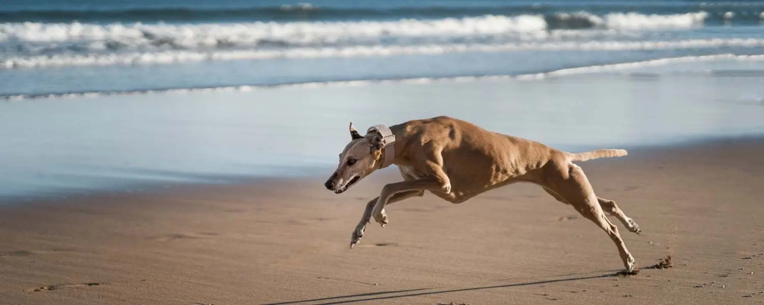 Galgo Australiano: Conoce todo sobre esta Raza de Perros
