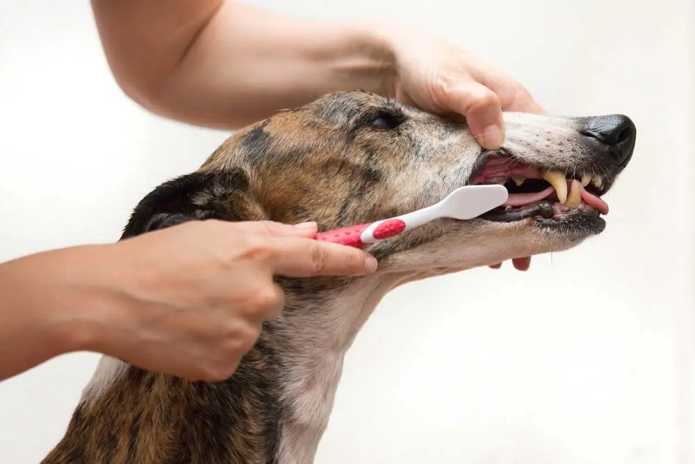 Galgo cuidado dental