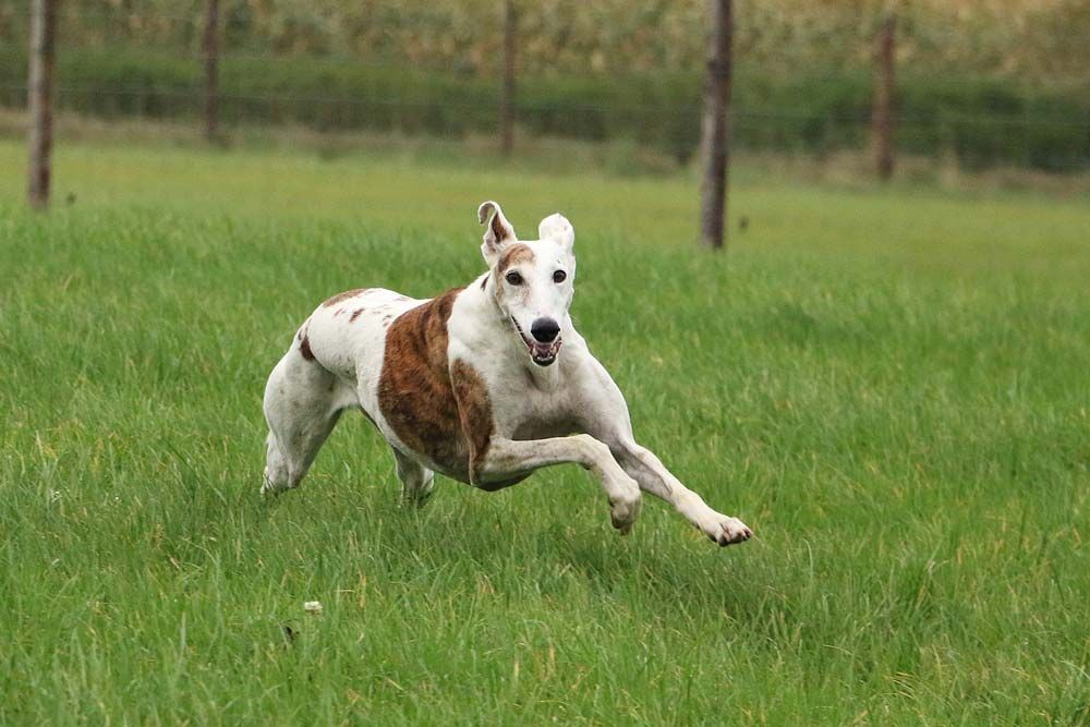 Galgo espacio correr