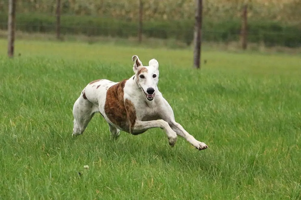 Galgo espacio correr