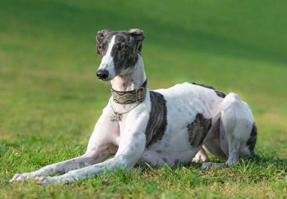 Galgo espanol