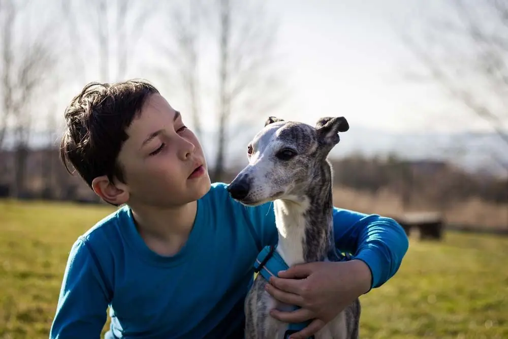 Galgo espanol