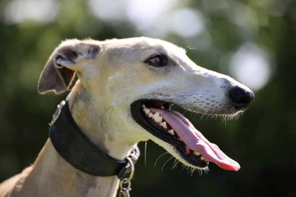 Galgo espanol