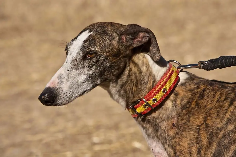 Galgo espanol
