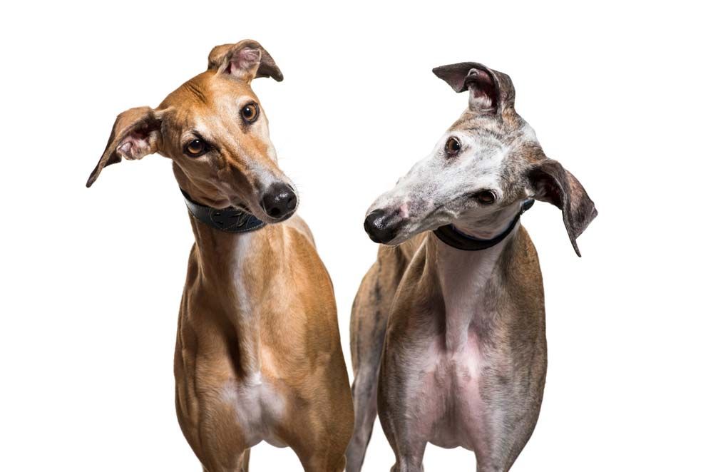 Galgo espanol
