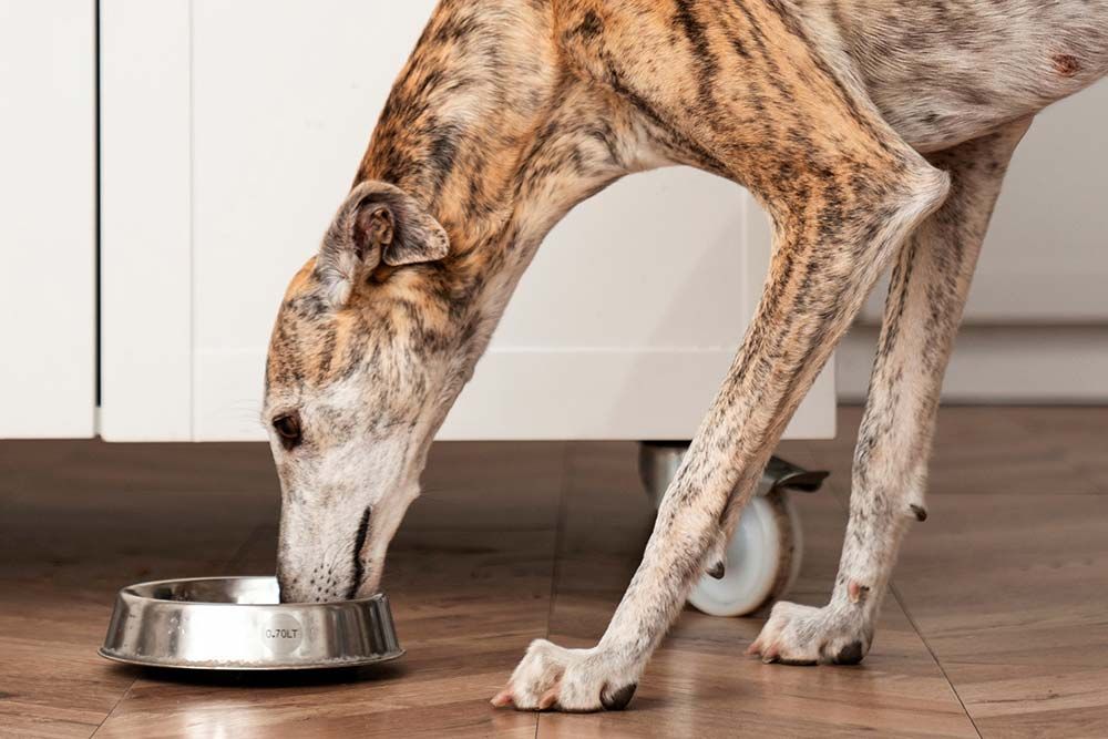 Galgo espanol comiendo