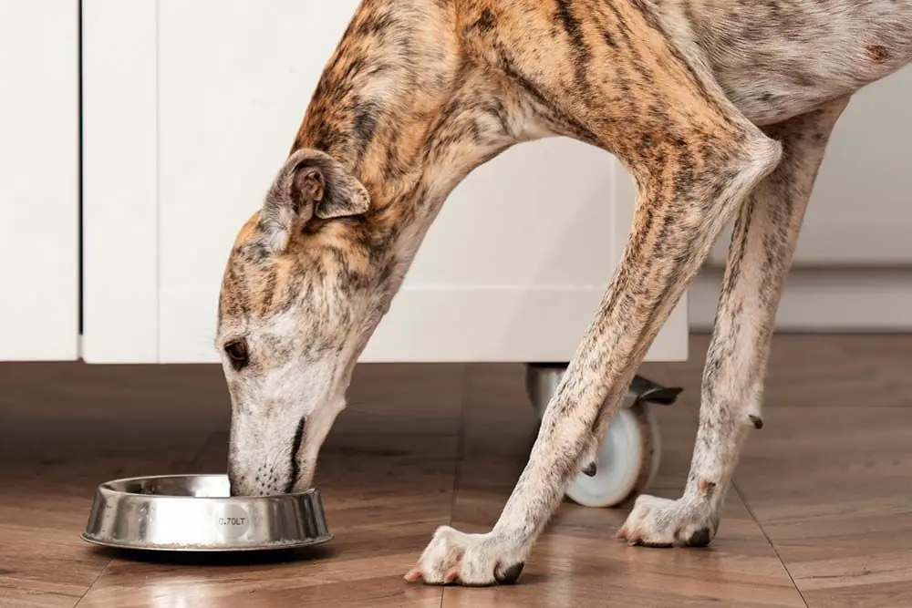 Galgo espanol comiendo