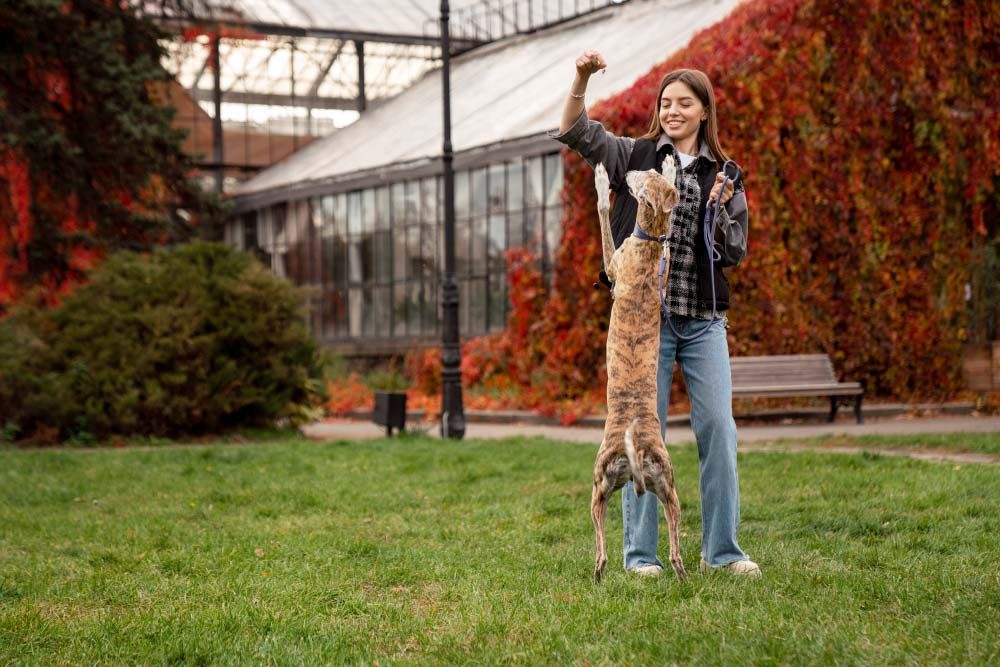 Galgo espanol entrenamiento
