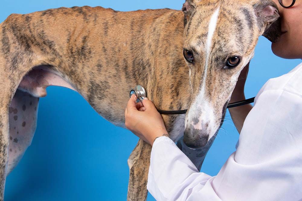 Galgo espanol veterinario