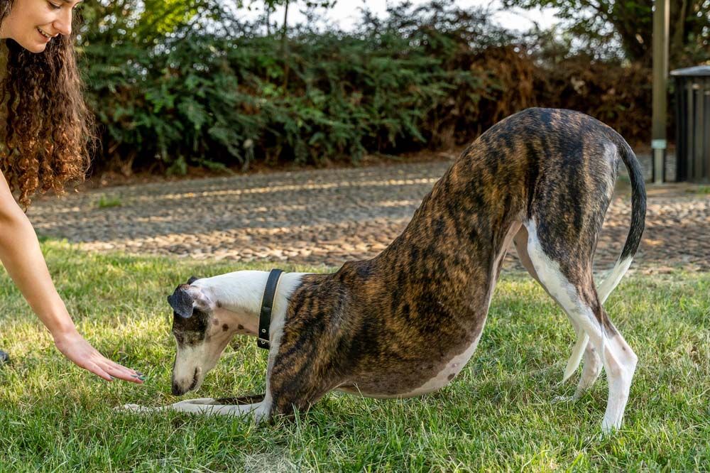 Galgo ingles entrenamiento