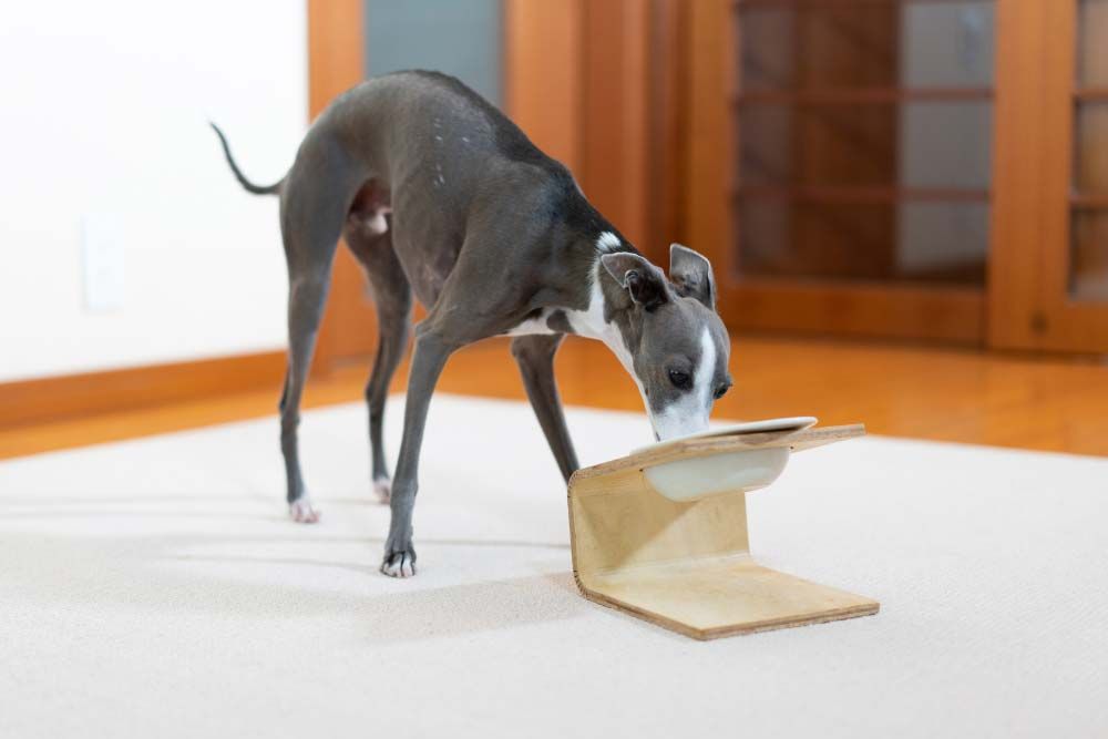 Galgo italiano comiendo