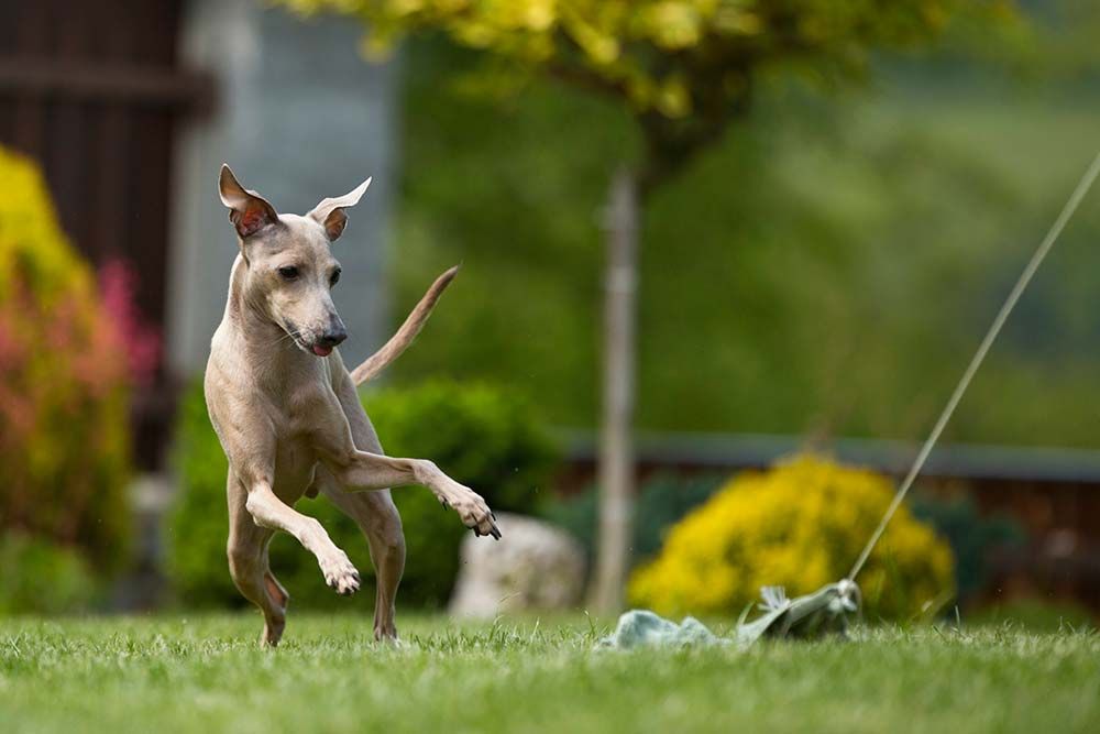 Galgo italiano ejercicio estimulacion