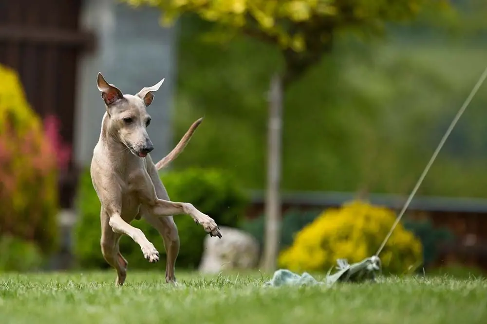 Galgo italiano ejercicio estimulacion