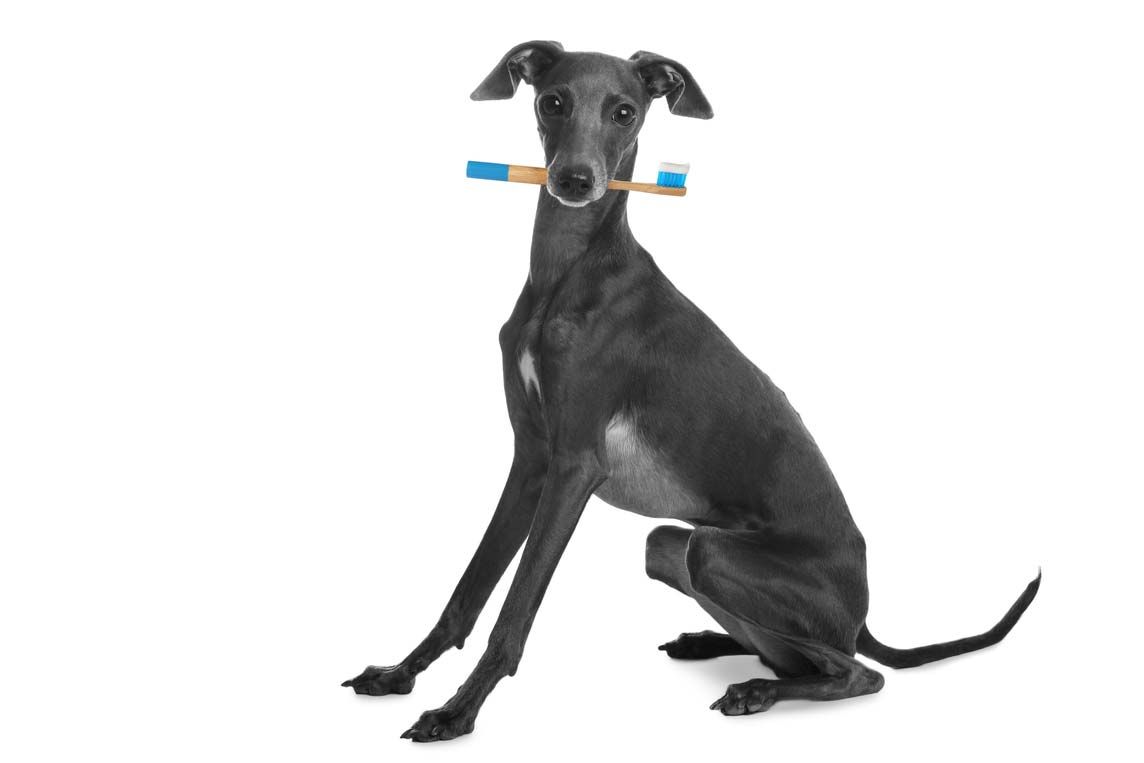 Galgo italiano problemas dentales