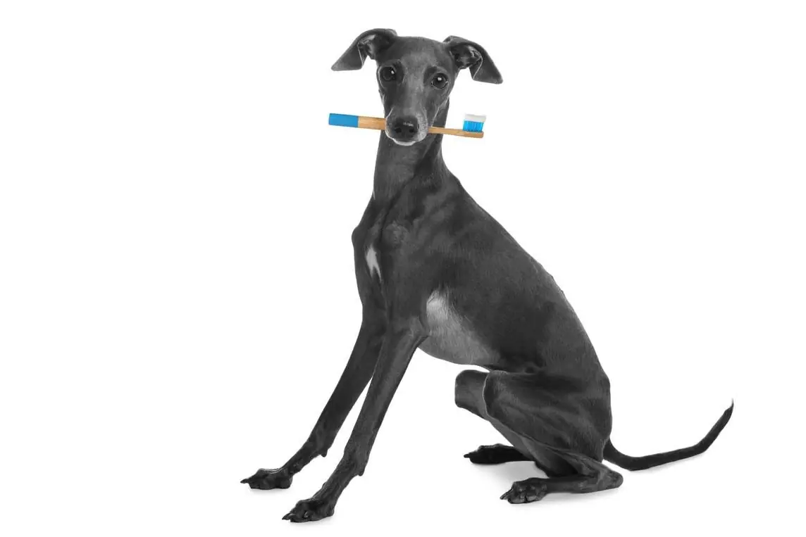 Galgo italiano problemas dentales