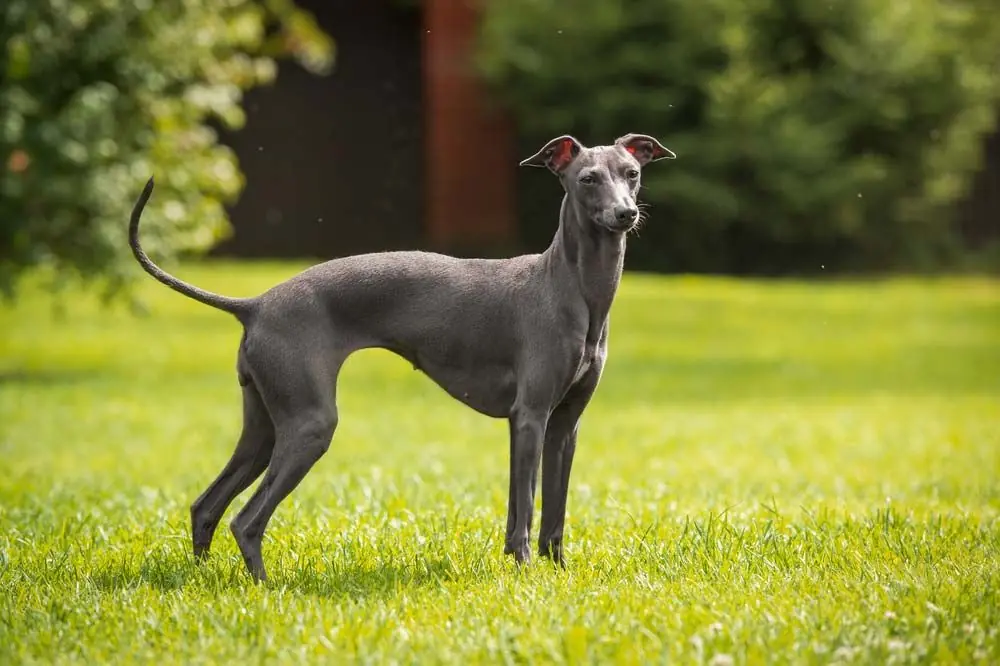Galgo italiano