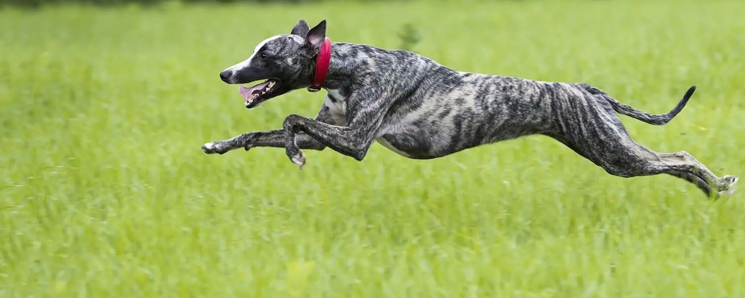 Galgo: Todo sobre esta raza de perros