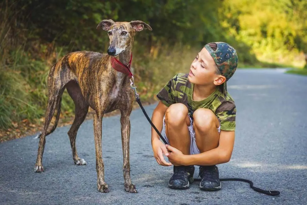 Galgo relacion ninios