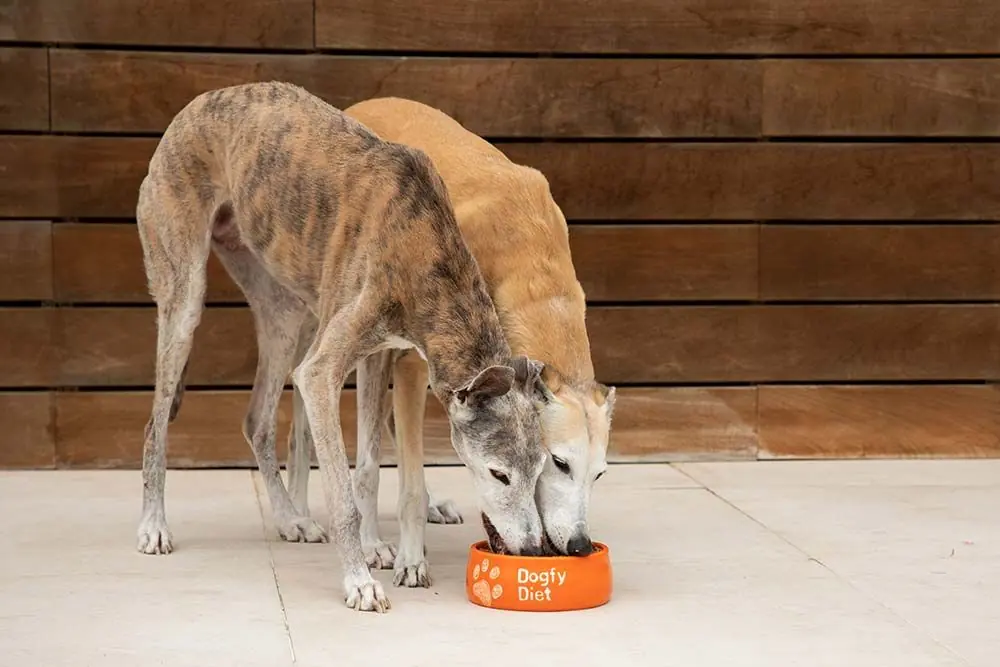Galgos comiendo