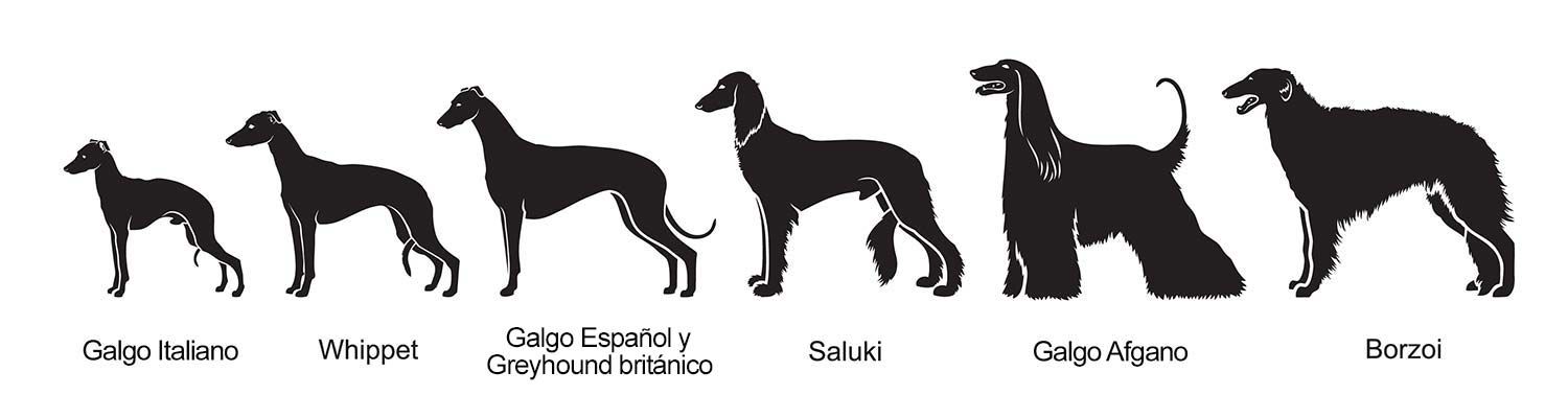 Galgos siluetas perfiles