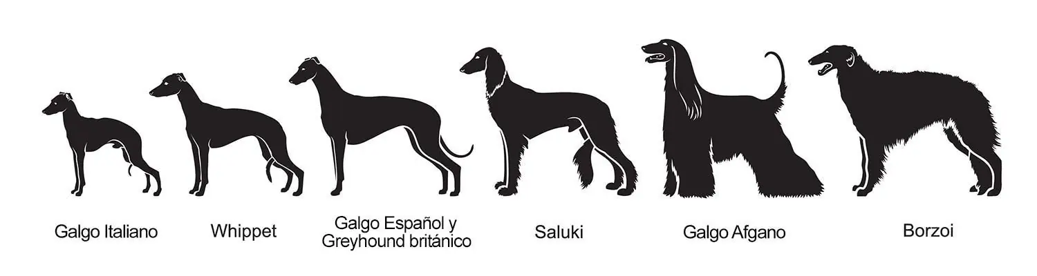 Galgos siluetas perfiles