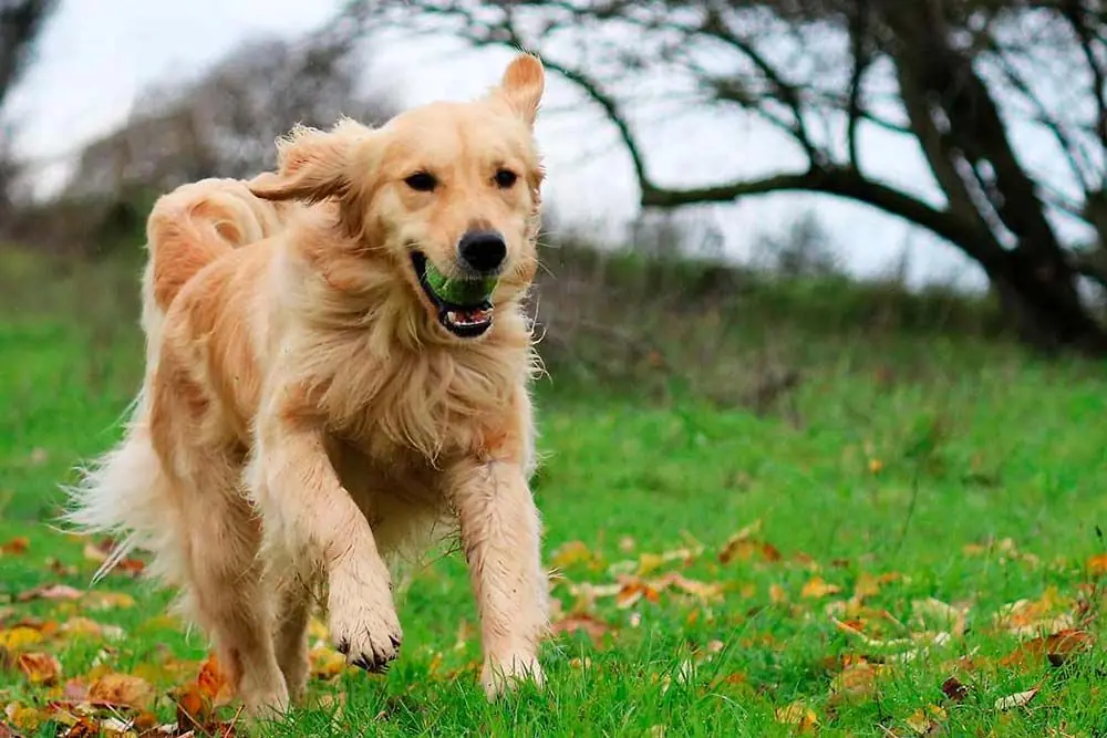 Golden retriever