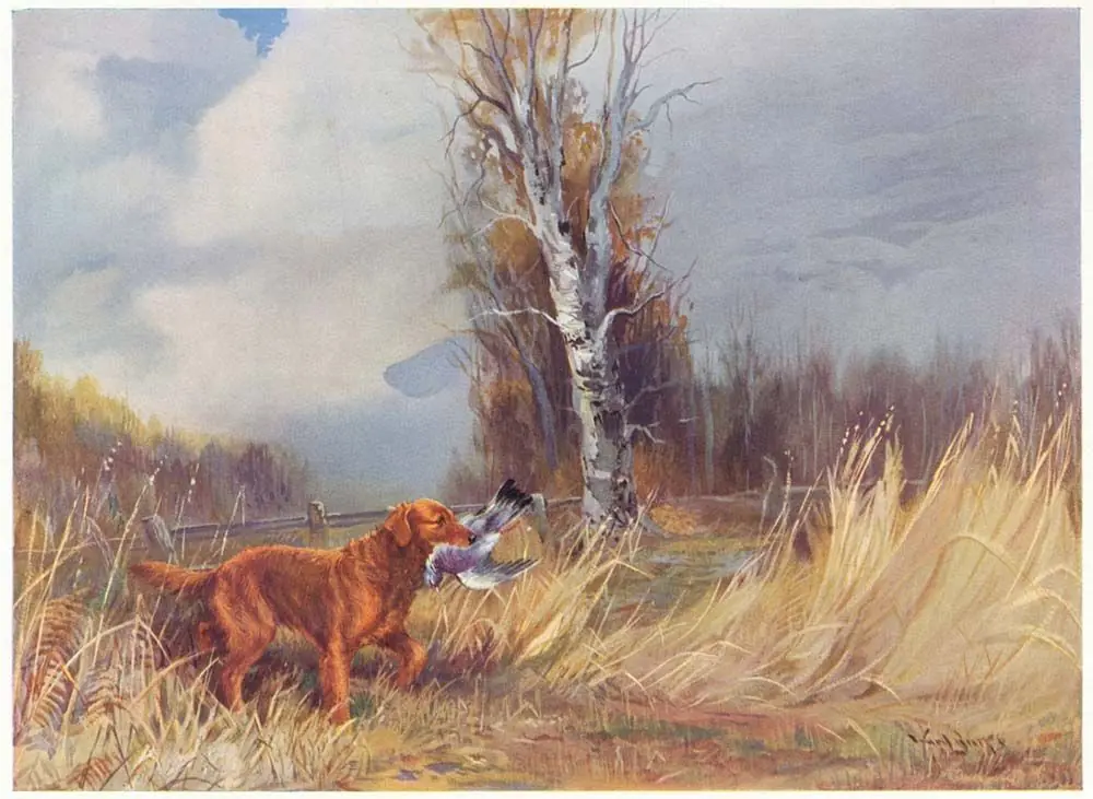 Golden retriever antigua