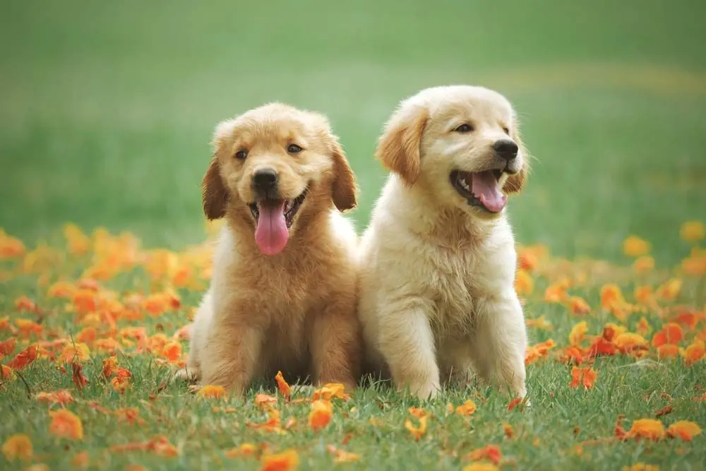 Golden retriever cachorros