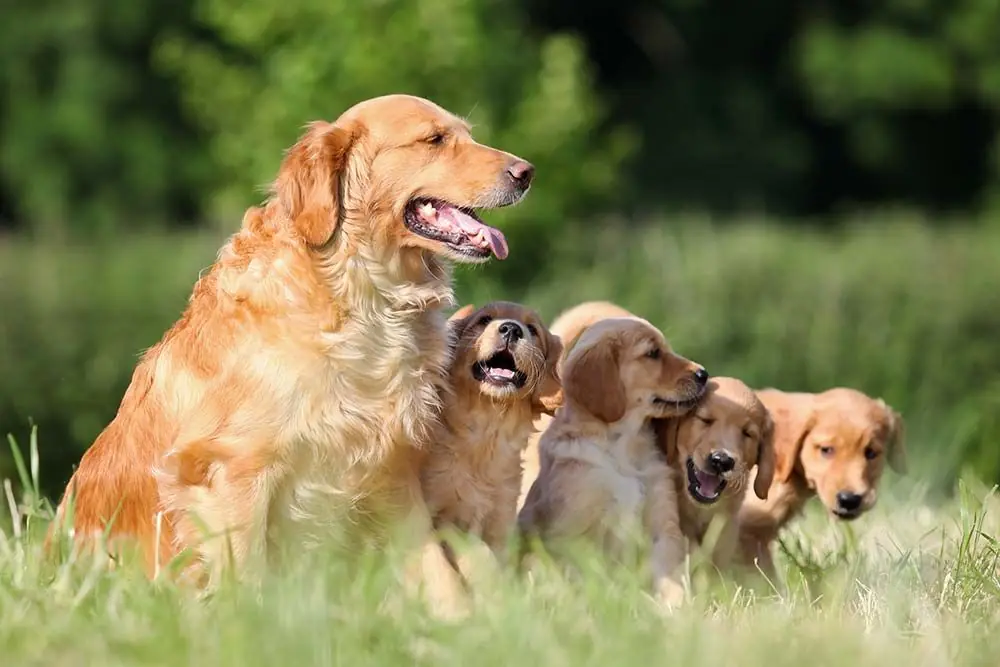 Golden retriever caracter