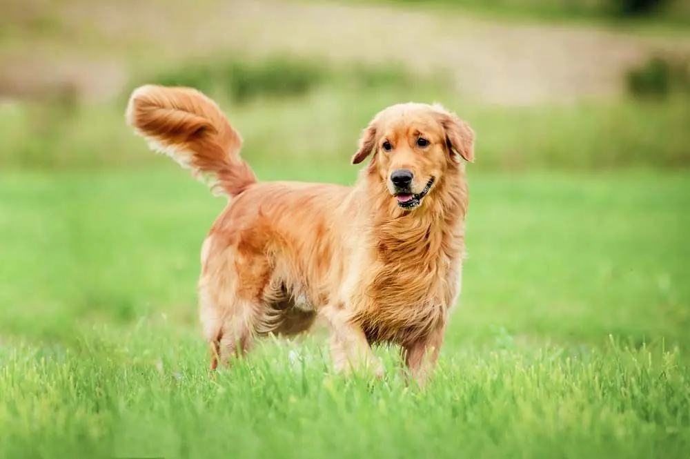 Golden retriever tamano proporciones
