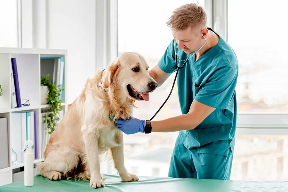 Golden retriever veterinario