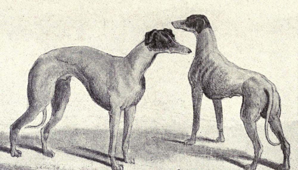Kangaroo Greyhound from