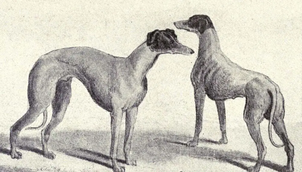 Kangaroo Greyhound from