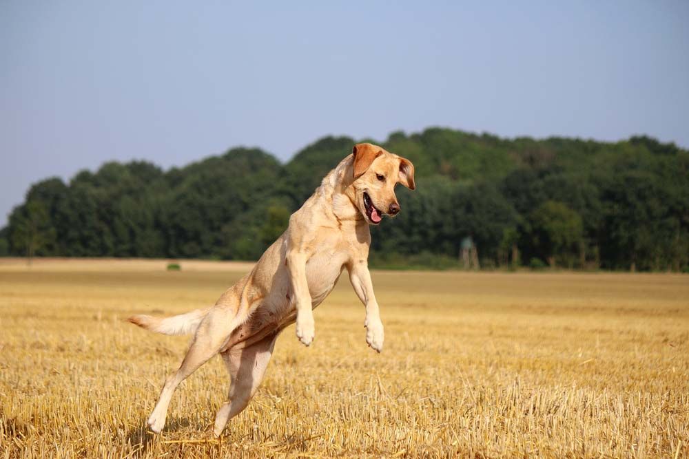 Labrador retriever deporte
