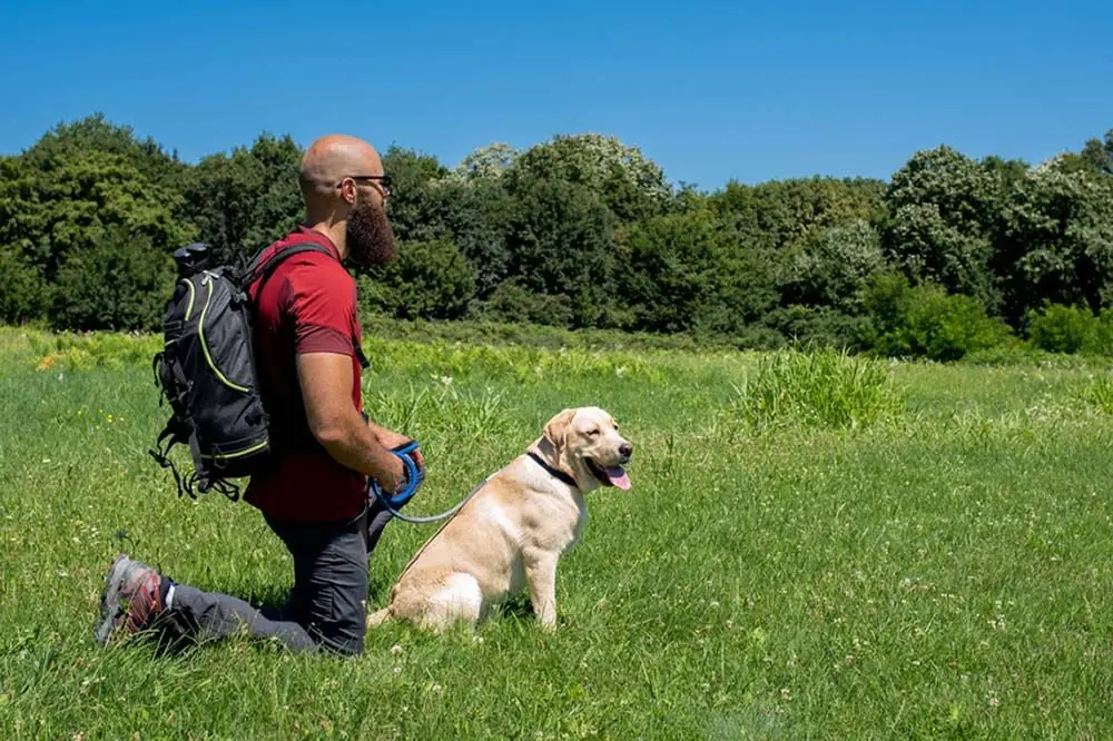 Labrador retriever senderismo