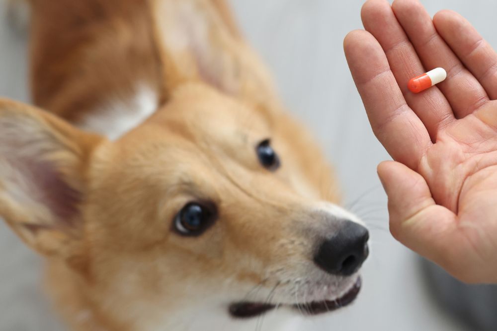 Los perros deben recibir suplementos vitaminicos