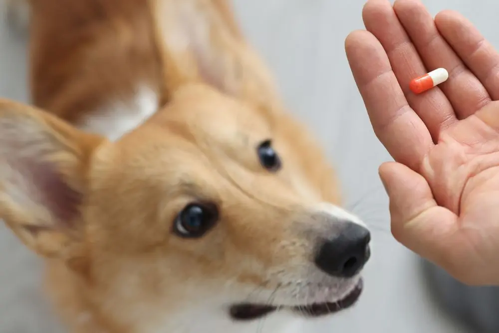 Los perros deben recibir suplementos vitaminicos