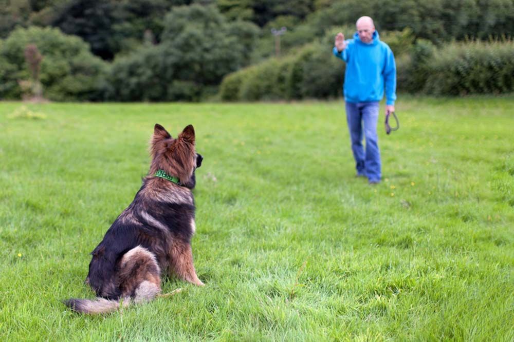 Pastor aleman educacion entrenamiento