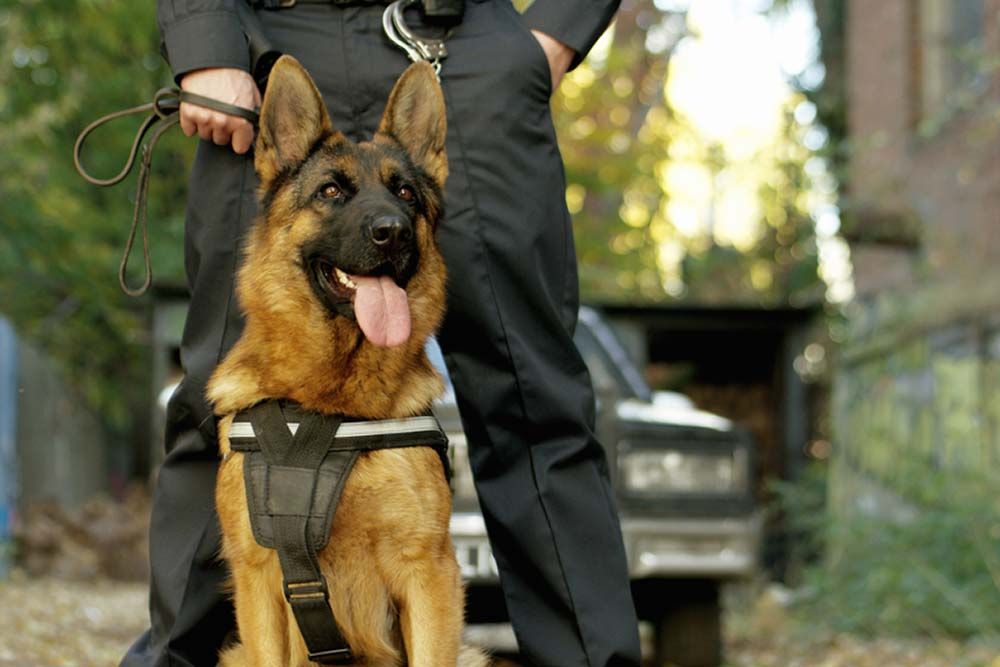 Pastor aleman roles sociedad