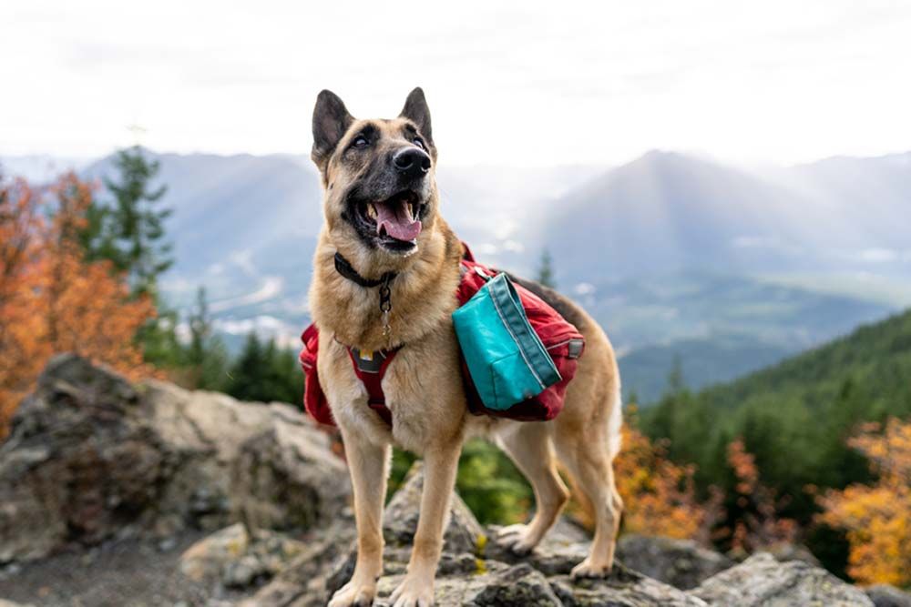 Pastor aleman senderismo