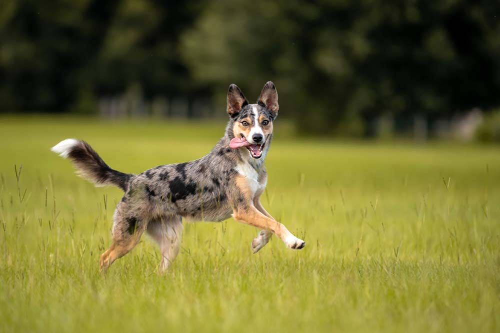 Pastor ganadero australiano