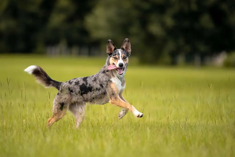 Pastor ganadero australiano